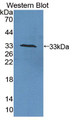 Western Blot; Sample: Recombinant protein.