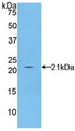 Western Blot; Sample: Recombinant FBN1, Mouse.