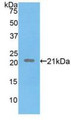 Western Blot; Sample: Recombinant FBN1, Human.