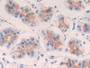 DAB staining on IHC-P; Samples: Human Stomach Tissue)