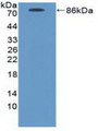 Western Blot; Sample: Recombinant ICAM1, Canine.