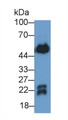 Immunoglobulin G (IgG) Polyclonal Antibody, CAU27710