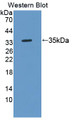 Western Blot; Sample: Recombinant protein.