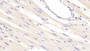 DAB staining on IHC-P. Samples: Rat Tissue)