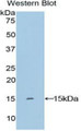 Western Blot; Sample: Recombinant protein.
