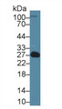 Western Blot; Sample: Rat Serum; Primary Ab: 1µg/ml Rabbit Anti-Rat EDN1 Antibody Second Ab: 0.2µg/mL HRP-Linked Caprine Anti-Rabbit IgG Polyclonal Antibody