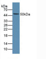 Western Blot; Sample: Mouse Thymus Tissue.