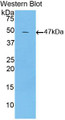 Western Blot; Sample: Recombinant LTbR, Mouse.