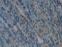DAB staining on IHC-P; Samples: Mouse Stomach Tissue; Primary Ab: 10µg/ml Rabbit Anti-Mouse LTbR Antibody Second Ab: 2µg/mL HRP-Linked Caprine Anti-Rabbit IgG Polyclonal Antibody