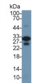 Western Blot; Sample: Mouse Heart lysate; Primary Ab: 1µg/ml Rabbit Anti-Rat TNNI3 Antibody Second Ab: 0.2µg/mL HRP-Linked Caprine Anti-Rabbit IgG Polyclonal Antibody