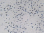 DAB staining on IHC-P; Samples: Mouse Brain Tissue