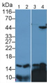 Western Blot; Sample: Lane1: Rat Testis lysate; Lane2: Rat Liver lysate; Lane3: Mouse Testis lysate; Lane4: Mouse Liver lysate; Primary Ab: 5μg/ml Rabbit Anti-Rat RBP1 Antibody; Second Ab: 0.2µg/mL HRP-Linked Caprine Anti-Rabbit IgG Polyclonal Antibody;