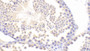 DAB staining on IHC-P; Samples: Mouse Testis Tissue;  Primary Ab: 20μg/ml Rabbit Anti-Mouse INHA Antibody Second Ab: 2µg/mL HRP-Linked Caprine Anti-Rabbit IgG Polyclonal Antibody 