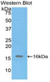 Western Blot; Sample: Recombinant protein.