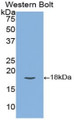 Western Blot; Sample: Recombinant protein.