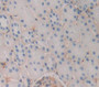 Platelet/Endothelial Cell Adhesion Molecule (PECAM1) Polyclonal Antibody, Cat#CAU28051