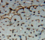 Used in DAB staining on fromalin fixed paraffin-embedded heart tissue