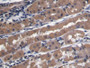 DAB staining on IHC-P; Samples: Human Stomach Tissue)