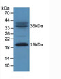 Western Blot; Sample: Mouse Heart Tissue. Western Blot; Sample: Mouse Heart Tissue.