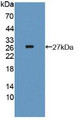 Western Blot; Sample: Recombinant Thyroglobulin, Mouse.