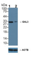 Knockout Varification: <br/>Lane 1: Wild-type Hela cell lysate; <br/>Lane 2: GAL3 knockout Hela cell lysate; <br/>Predicted MW: 27kDa <br/>Observed MW: 32kDa<br/>Primary Ab: 1µg/ml Rabbit Anti-Mouse GAL3 Antibody<br/>Second Ab: 0.2µg/mL HRP-Linked Caprine Anti-Rabbit IgG Polyclonal Antibody<br/>