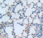 Neutrophil Cytosolic Factor 2 (NCF2) Polyclonal Antibody, Cat#CAU28158