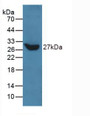 Western Blot; Sample: Recombinant TLN, Human.