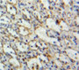 Used in DAB staining on fromalin fixed paraffin-embedded Spleen tissue
