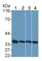 Western Blot; Sample: Lane1: Rat Lung lysate; Lane2: Mouse Lung lysate; Lane3: Human Lung lysate; Lane4: Porcine Lung lysate; Primary Ab: 0.1µg/ml Rabbit Anti-Rat ANXA5 Antibody; Second Ab: 0.2µg/mL HRP-Linked Caprine Anti-Rabbit IgG Polyclonal Antibody;