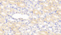 DAB staining on IHC-P. Samples: Mouse Tissue)