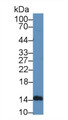Western Blot; Sample: Mouse Lymphocyte lysate; Primary Ab: 2µg/mL Rabbit Anti-Rat IFNb Antibody Second Ab: 0.2µg/mL HRP-Linked Caprine Anti-Rabbit IgG Polyclonal Antibody