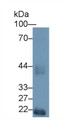 Western Blot; Sample: Mouse Testis lysate; Primary Ab: 1µg/ml Rabbit Anti-Mouse HEXa Antibody Second Ab: 0.2µg/mL HRP-Linked Caprine Anti-Rabbit IgG Polyclonal Antibody