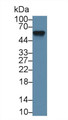 Western Blot; Sample: Mouse Lung lysate; Primary Ab: 1µg/ml Rabbit Anti-Mouse aHSG Antibody Second Ab: 0.2µg/mL HRP-Linked Caprine Anti-Rabbit IgG Polyclonal Antibody