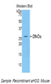 Western Blot; Sample: Recombinant protein.