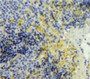 Used in DAB staining on fromalin fixed paraffin-embedded Spleen tissue