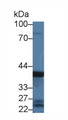 Western Blot; Sample: Rat Stomach lysate; Primary Ab: 3µg/ml Rabbit Anti-Mouse PGC Antibody Second Ab: 0.2µg/mL HRP-Linked Caprine Anti-Rabbit IgG Polyclonal Antibody