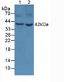 Western Blot; Sample: Lane1: Rat Stomach Tissue; Lane2: Mouse Stomach Tissue.