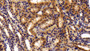 DAB staining on IHC-P; Samples: Rat Kidney Tissue;  Primary Ab: 10μg/ml Rabbit Anti-Rat OLFM4 Antibody Second Ab: 2µg/mL HRP-Linked Caprine Anti-Rabbit IgG Polyclonal Antibody 