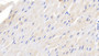 DAB staining on IHC-P; Samples: Canine Cardiac Muscle Tissue;  Primary Ab: 20μg/ml Rabbit Anti-Canine TGFb1 Antibody Second Ab: 2µg/mL HRP-Linked Caprine Anti-Rabbit IgG Polyclonal Antibody 