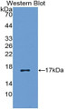 Western Blot; Sample: Recombinant protein.