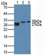 Western Blot; Sample. Lane1: Human Urine; Lane2: Porcine Lung Tissue; Lane3: Mouse Placenta Tissue.