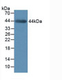 Western Blot; Sample: Mouse Muscle Tissue.