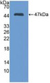 Western Blot; Sample: Recombinant MMP3, Mouse.
