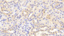 DAB staining on IHC-P; Samples: Mouse Kidney Tissue; Primary Ab: 20μg/ml Rabbit Anti-Mouse MMP3 Antibody Second Ab: 2µg/mL HRP-Linked Caprine Anti-Rabbit IgG Polyclonal Antibody