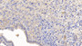 DAB staining on IHC-P; Samples: Mouse Uterus Tissue;  Primary Ab: 20μg/ml Rabbit Anti-Mouse MMP13 Antibody Second Ab: 2µg/mL HRP-Linked Caprine Anti-Rabbit IgG Polyclonal Antibody 