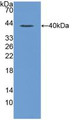 Western Blot; Sample: Recombinant MIP1a, Rat.