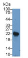 Western Blot; Sample: Rat Spleen lysate; Primary Ab: 1μg/ml Rabbit Anti-Human LIF Antibody; Second Ab: 0.2µg/mL HRP-Linked Caprine Anti-Rabbit IgG Polyclonal Antibody;