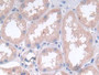 DAB staining on IHC-P; Samples: Human Kidney Tissue; Primary Ab: 30µg/ml Rabbit Anti-Human LIF Antibody Second Ab: 2µg/mL HRP-Linked Caprine Anti-Rabbit IgG Polyclonal Antibody