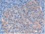 DAB staining on IHC-P; Samples: Human Pancreas Tissue