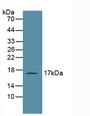 Western Blot; Sample: Mouse Lymph Node Tissue.